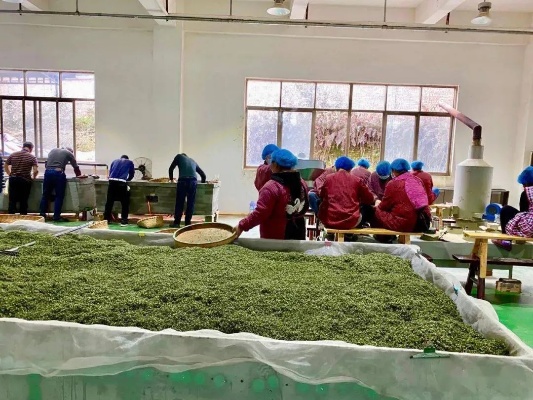 长沙开茶叶加盟工厂多少钱 长沙开茶叶加盟工厂多少钱一个月